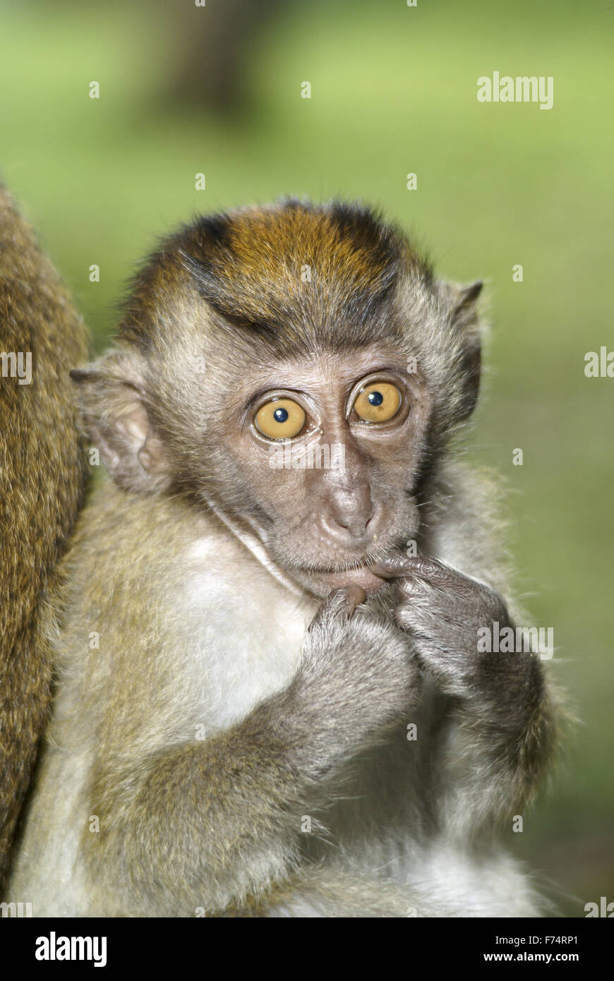 Cute Macaque Baby Monkey Finger In Mouth Stock Photo Alamy