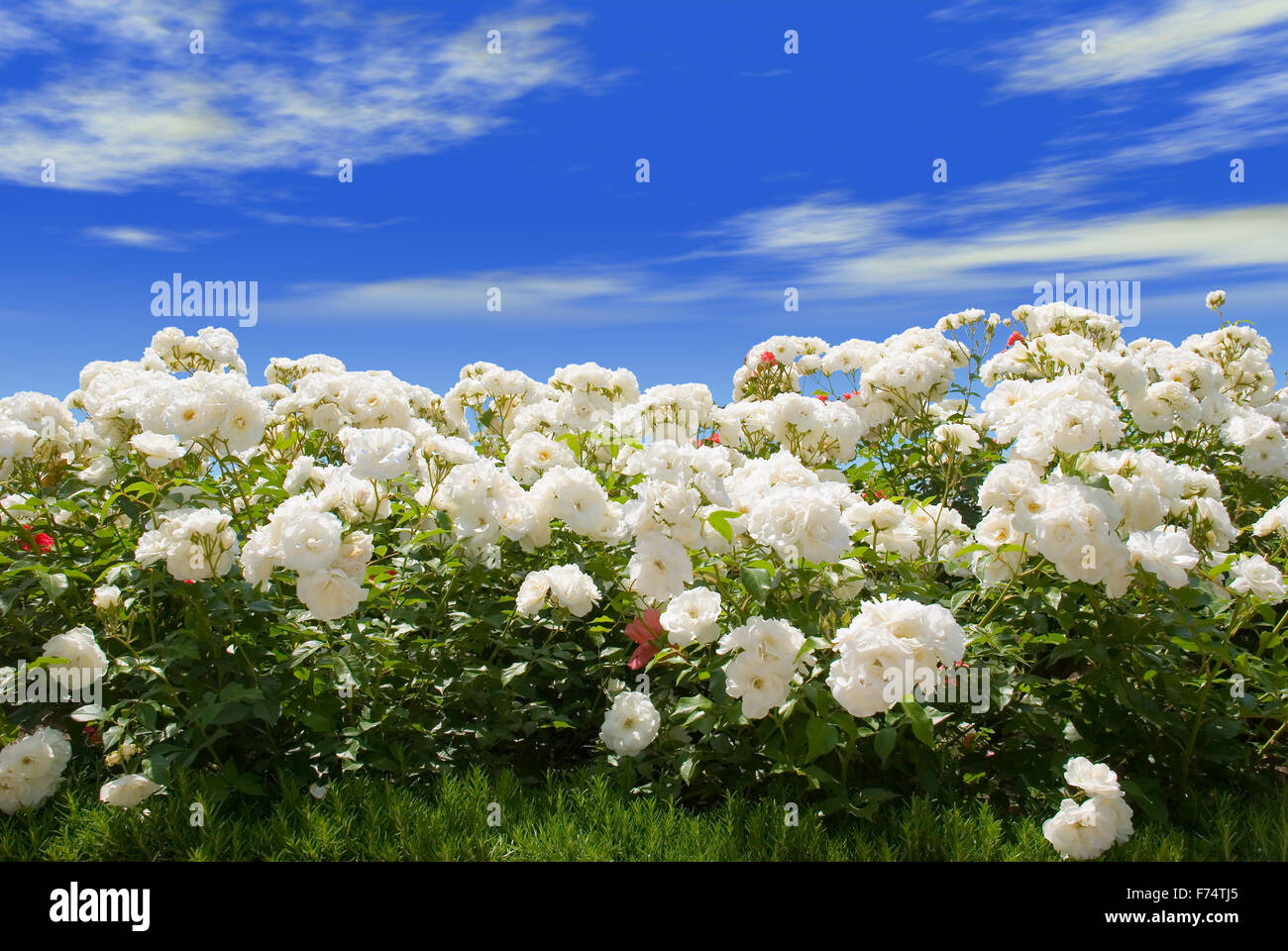 white roses and blue sky Stock Photo - Alamy