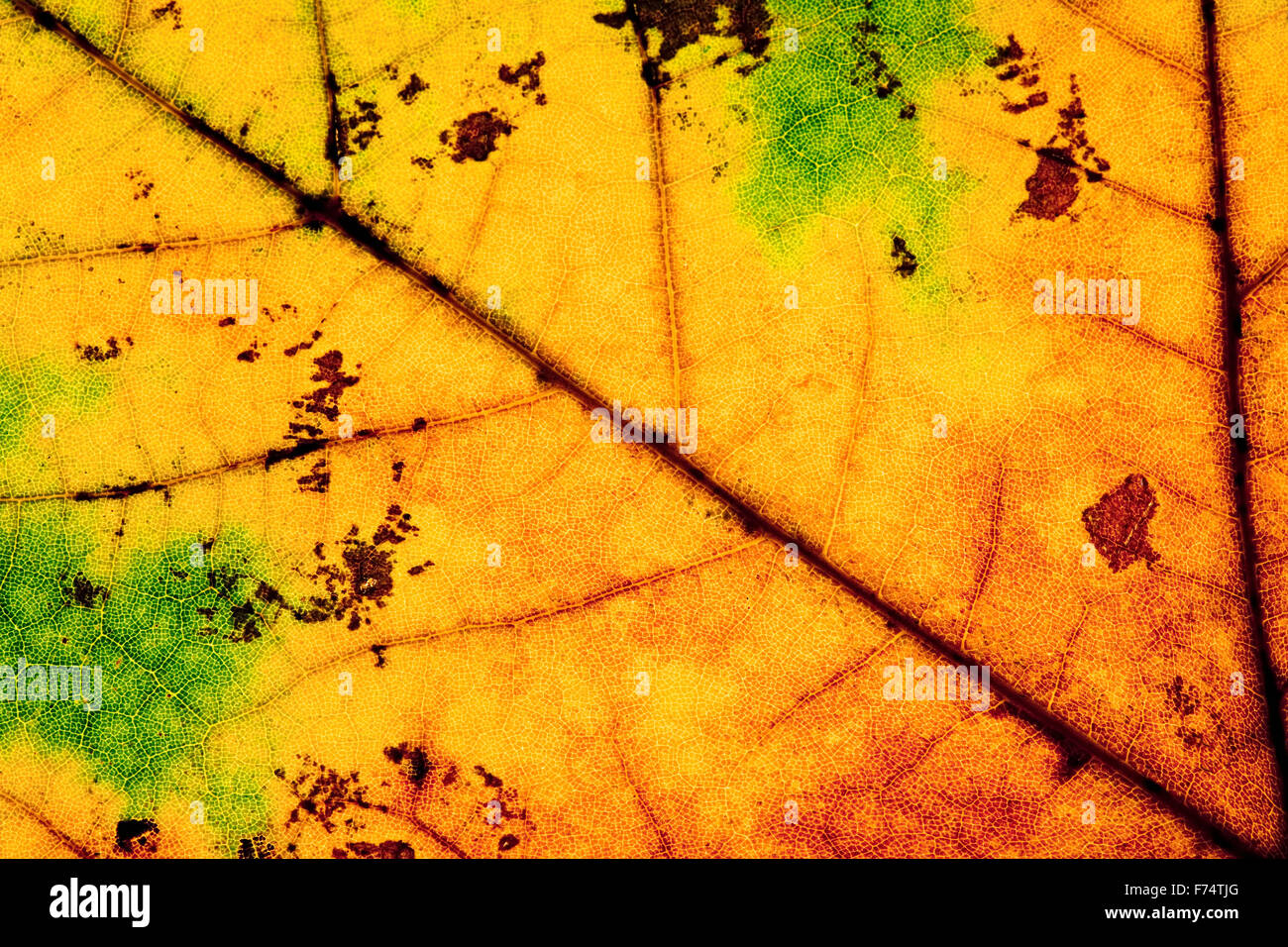 Extreme Closeup of an Autumn Leaf Stock Photo