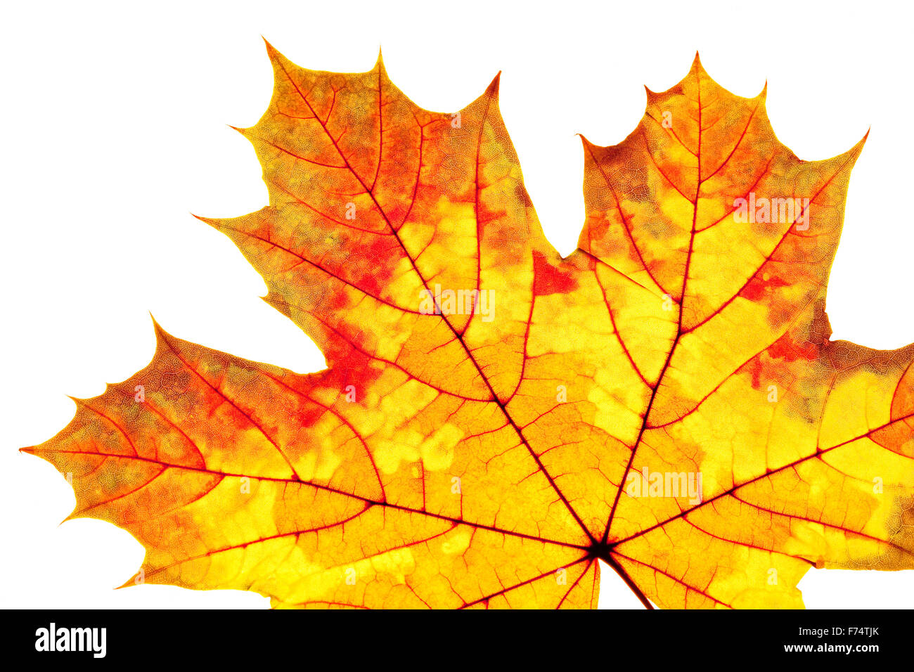 Closeup of Autumn Leaf - Isolated on White Stock Photo