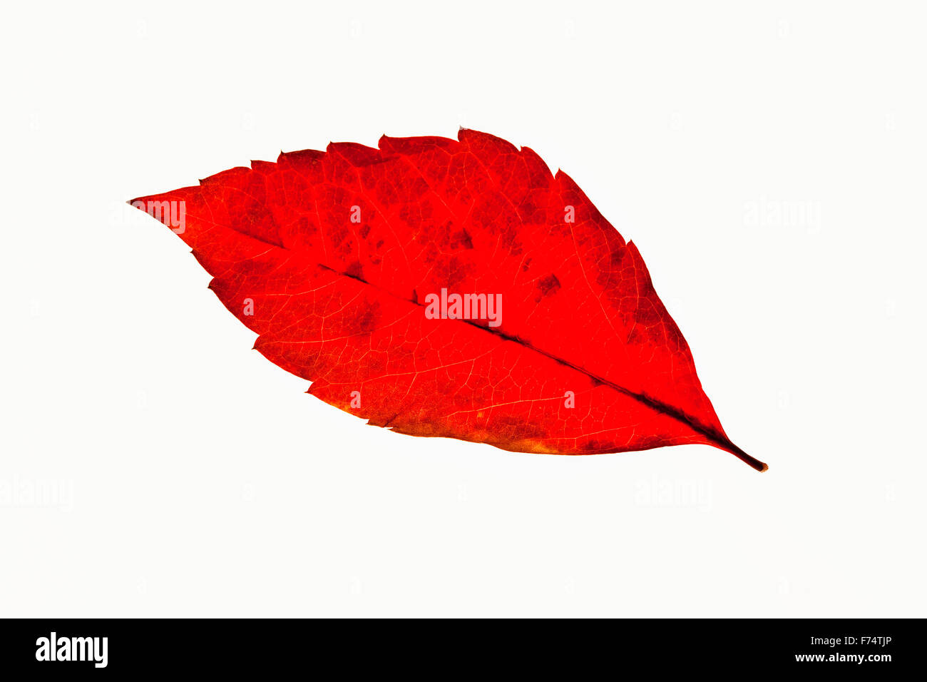 Closeup of a Red  Autumn Leaf - Isolated on White Stock Photo