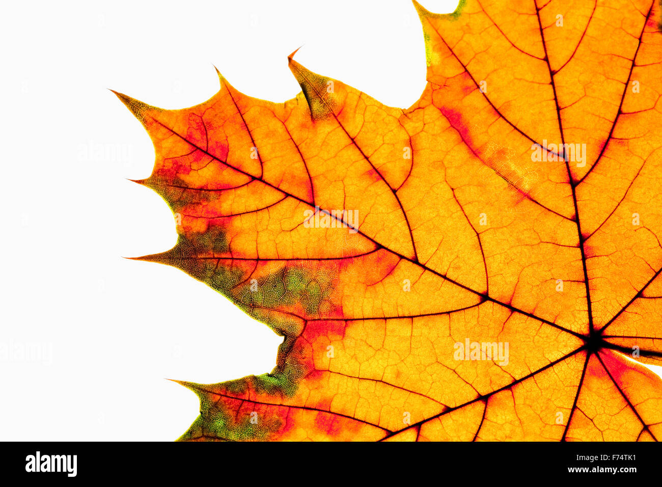 Closeup of Autumn Leaf - Isolated on White Stock Photo