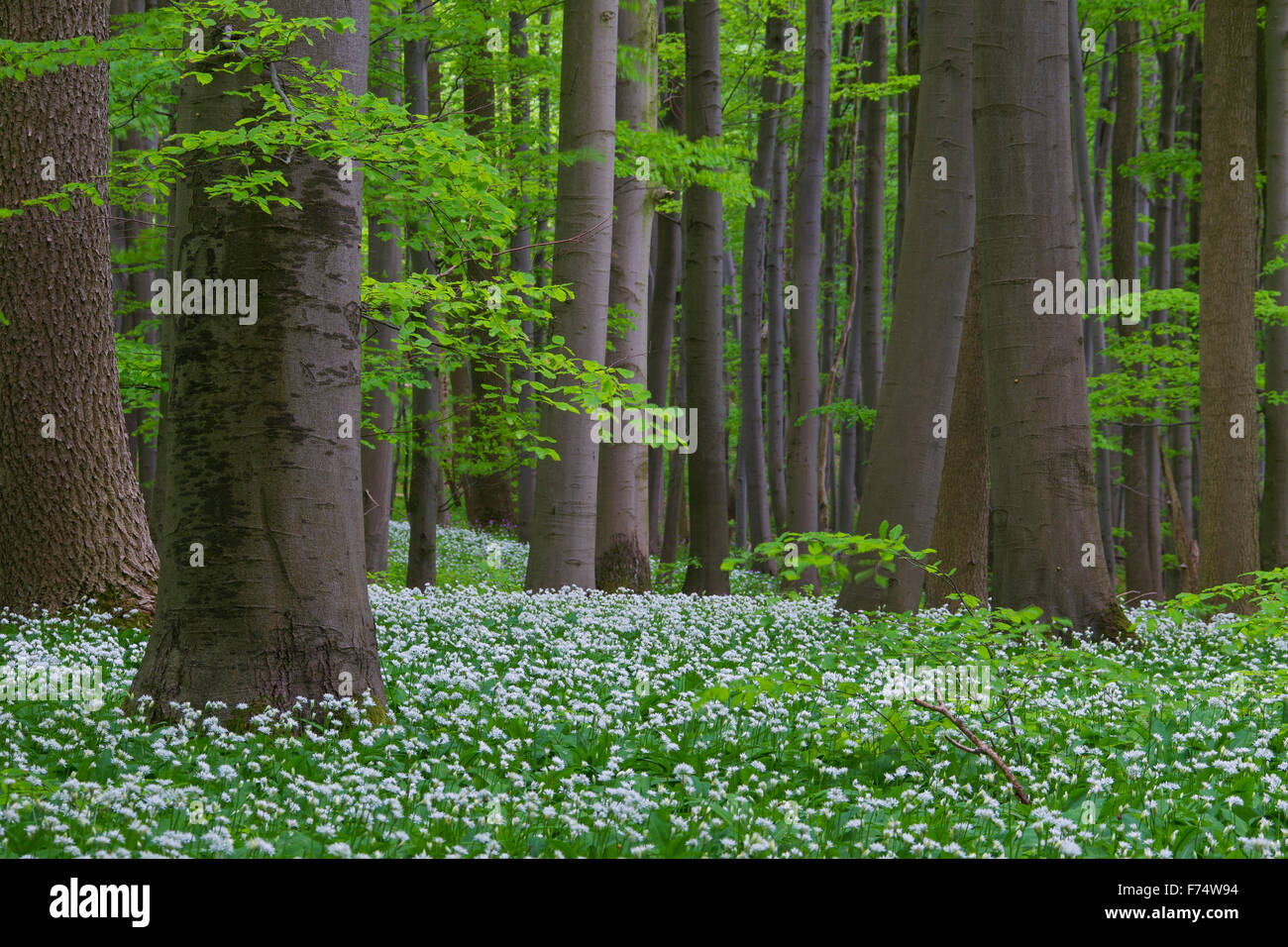 Wood garlic / ramsons / wild garlic (Allium ursinum) flowering in beech forest in spring, Hainich National Park, Germany Stock Photo