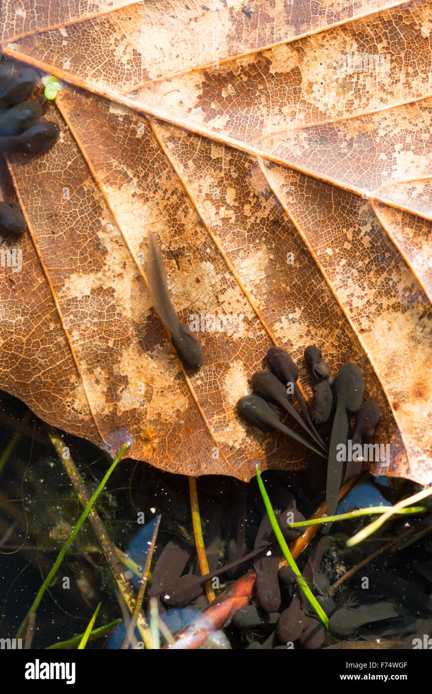 Mass of tadpoles of Common Frog on beech leaf in garden pond Stock Photo