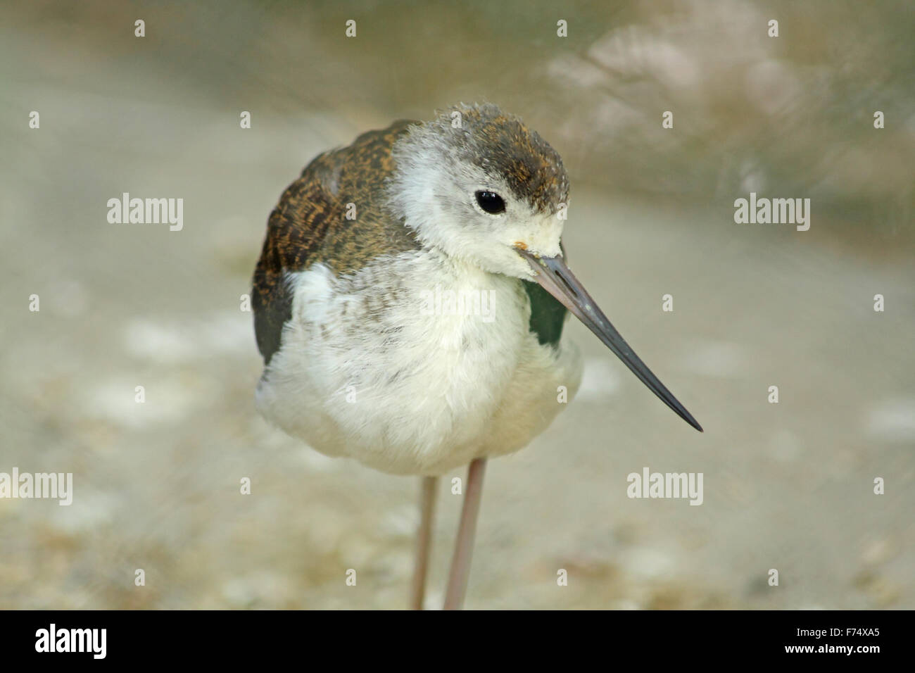 Funny little bird Stock Photo - Alamy Funny little bird Stock Photo - Alamy