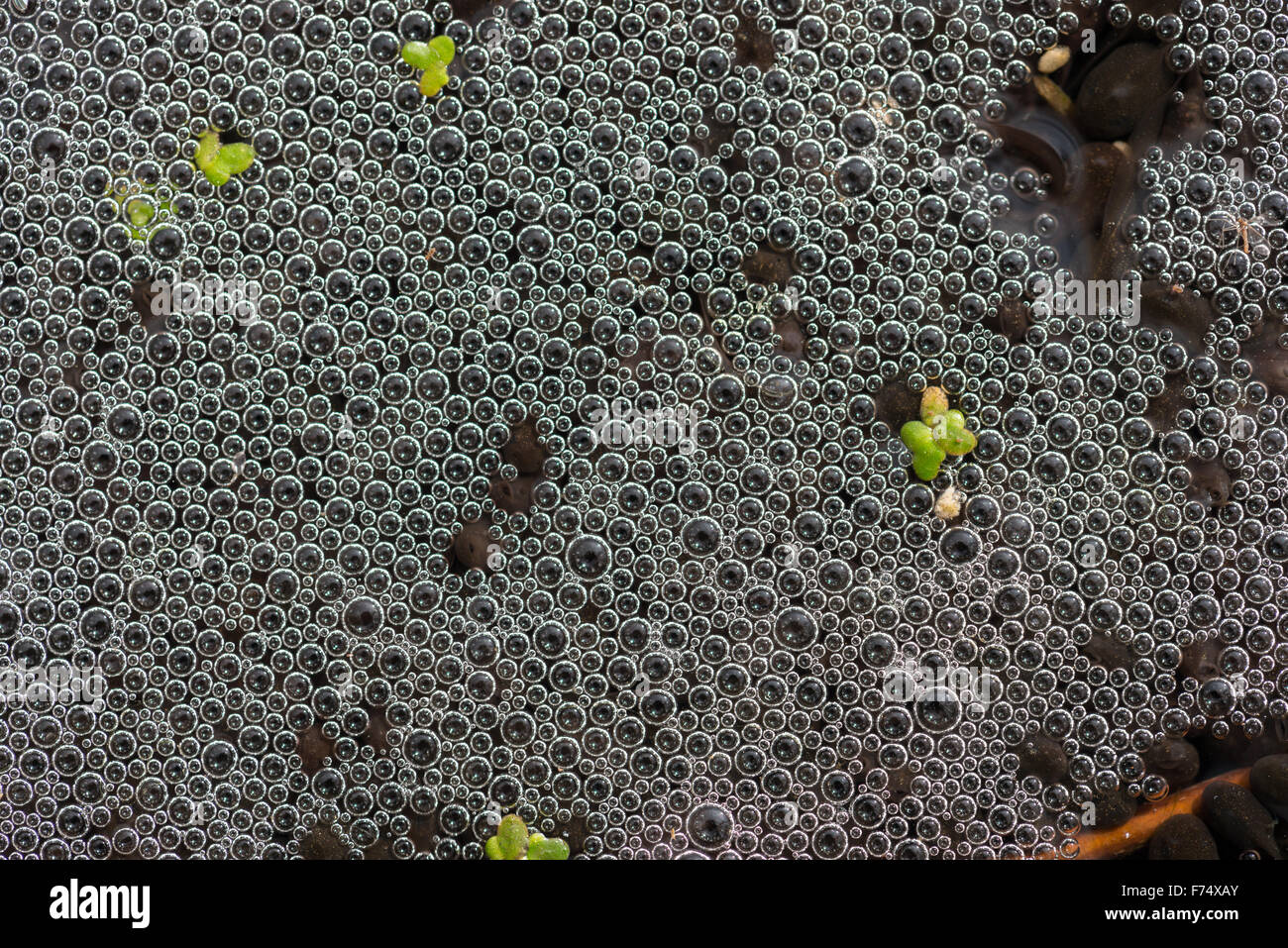 Mass of tadpoles of Common Frog surrounded by bubbles in garden pond