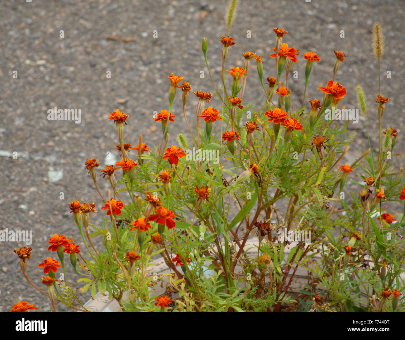 Tagetes erecta hi-res stock photography and images - Alamy
