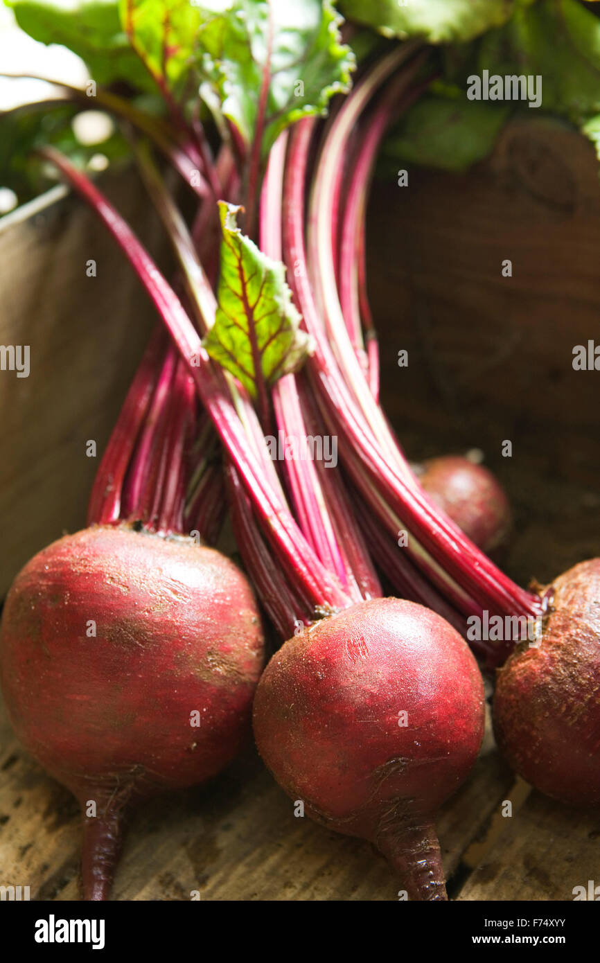 Bunch of beetroot Stock Photo