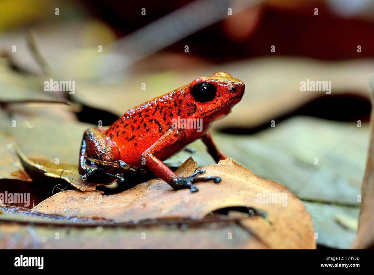 Blue Jeans Dart Frog in Costa Rica's rain forest Stock Photo Alamy