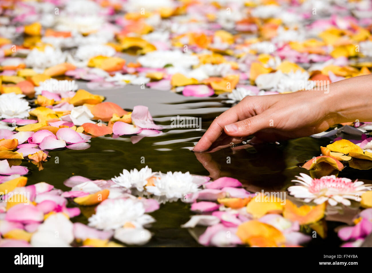Woman touching flower petals Stock Photo Alamy