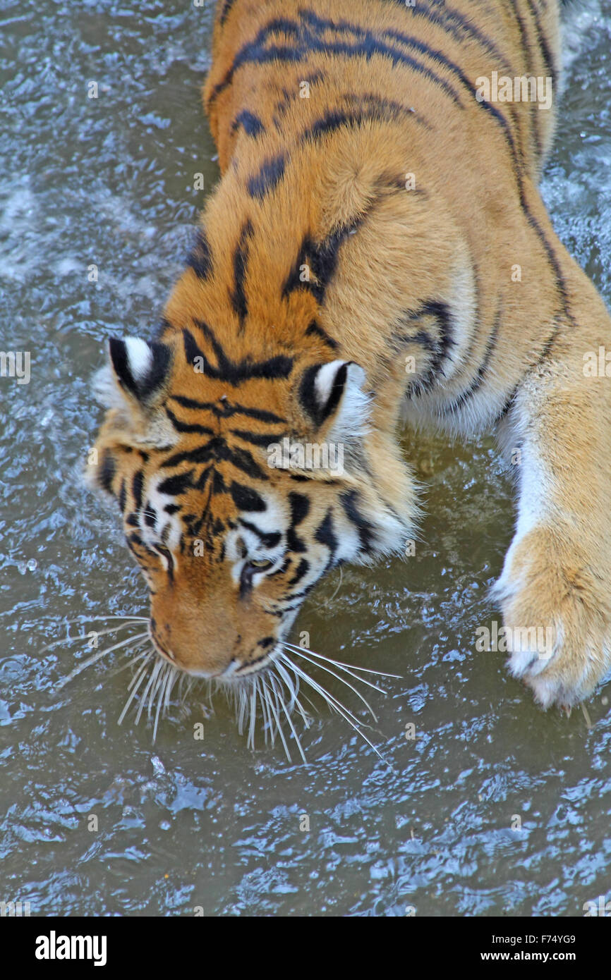 Tiger Stock Photo