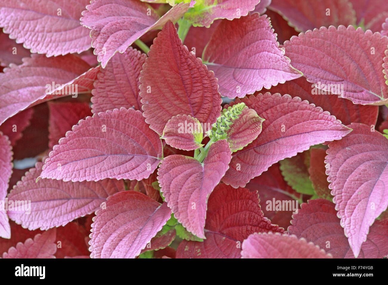Begonia leaves Stock Photo
