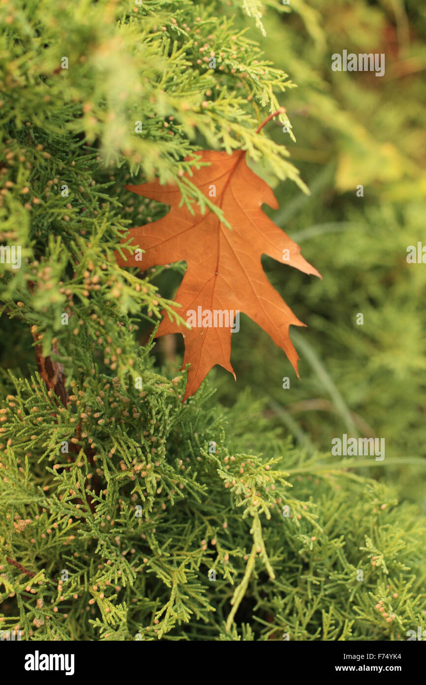 Dry oak orange leaf hi-res stock photography and images - Alamy