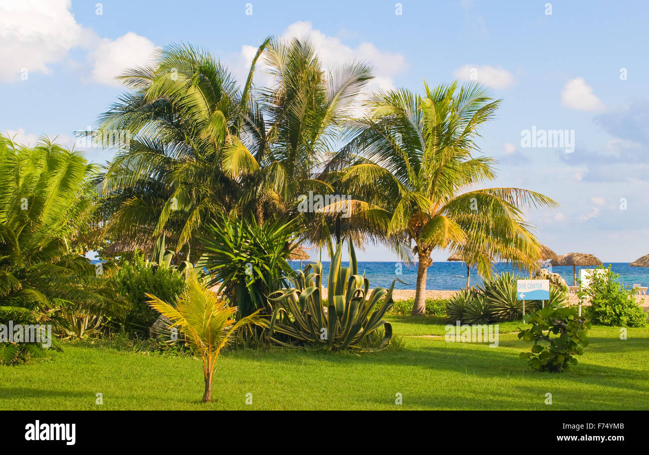 Lush tropical paradise hi-res stock photography and images - Alamy
