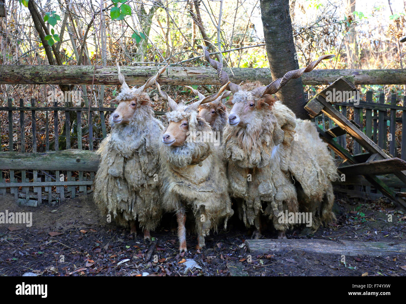 Group of authentic hungarian sheep breed name is racka Stock Photo