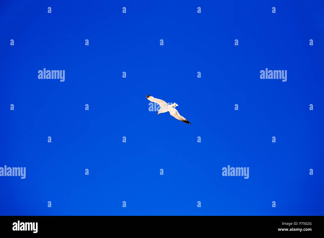 Seagull flying in blue sky Stock Photo