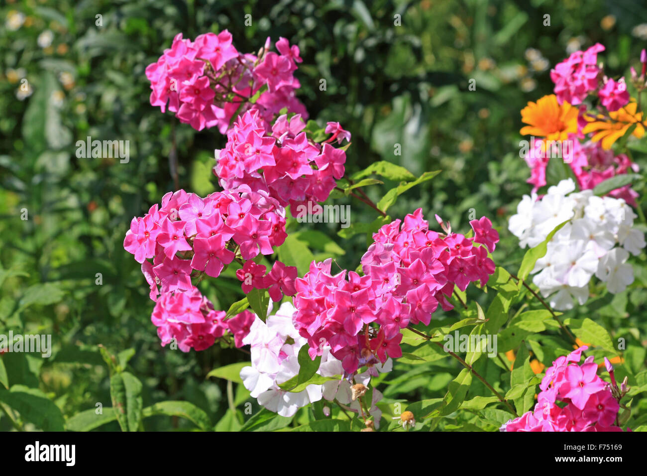 Pink and white phlox Stock Photo Alamy