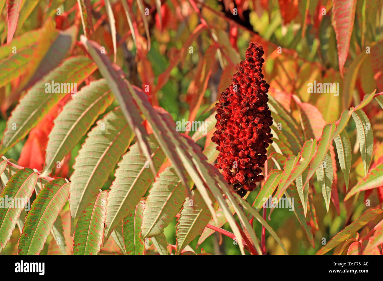 Red sumac seed head Stock Photo Alamy
