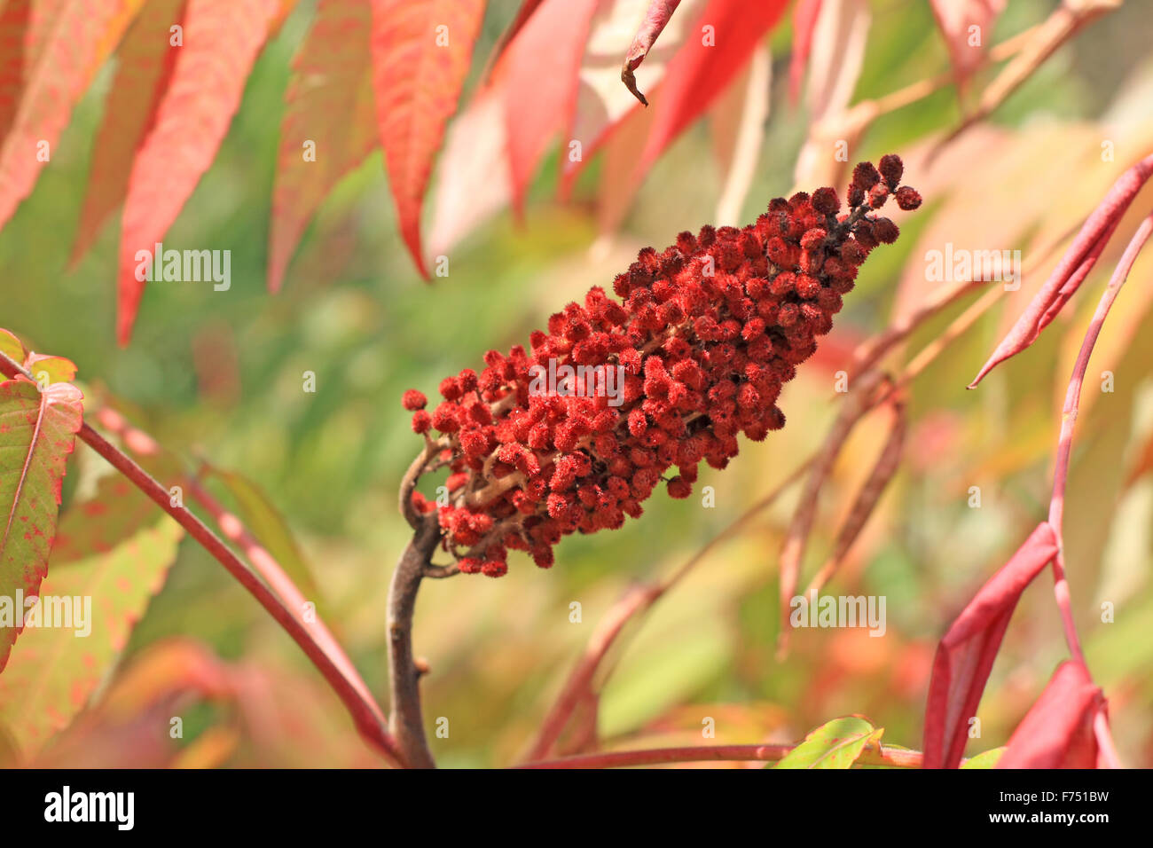 Red sumac seed head Stock Photo Alamy