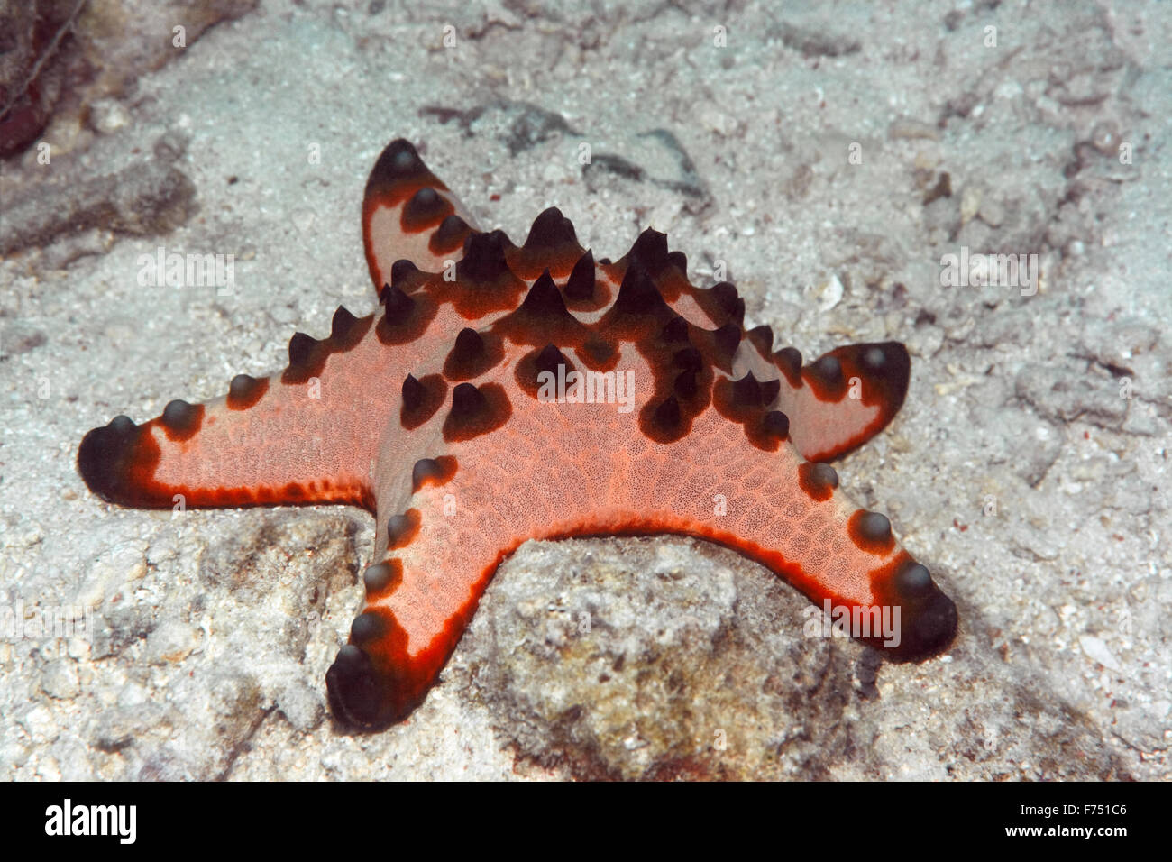 Red starfish Stock Photo