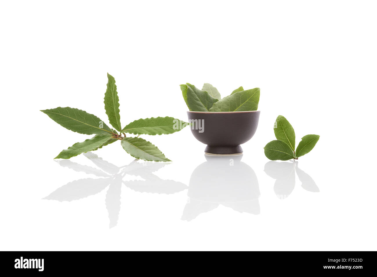 Fresh and dry bay leaves isolated on white background. Culinary herb