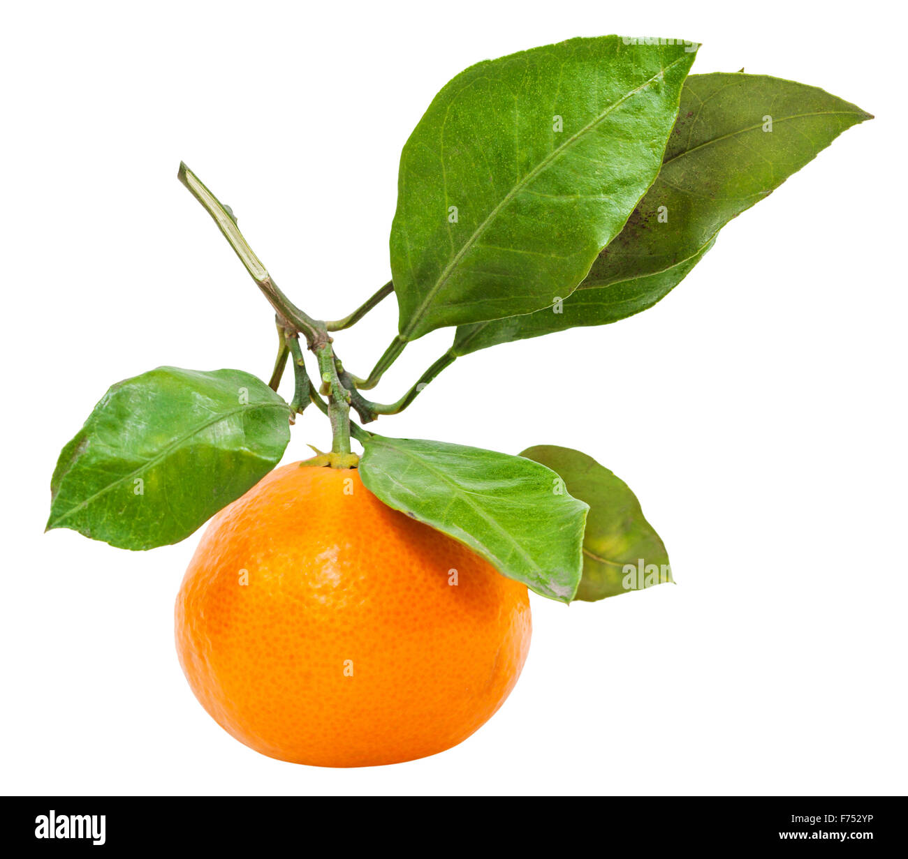 twig with one fresh ripe abkhazian tangerine isolated on white background Stock Photo