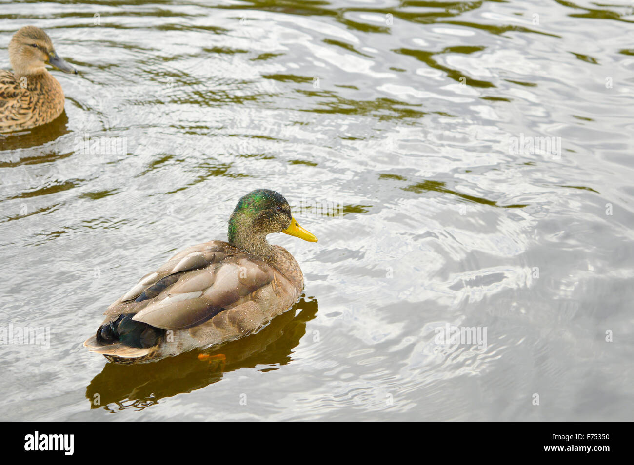 Duck swimming in the lake with a friend duck Stock Photo