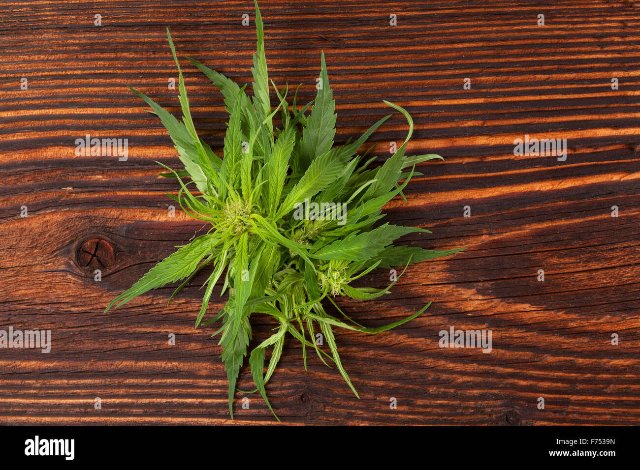 Cannabis buds and foliage on brown wooden table. Medical marijuana, alternative medicine. Stock Photo