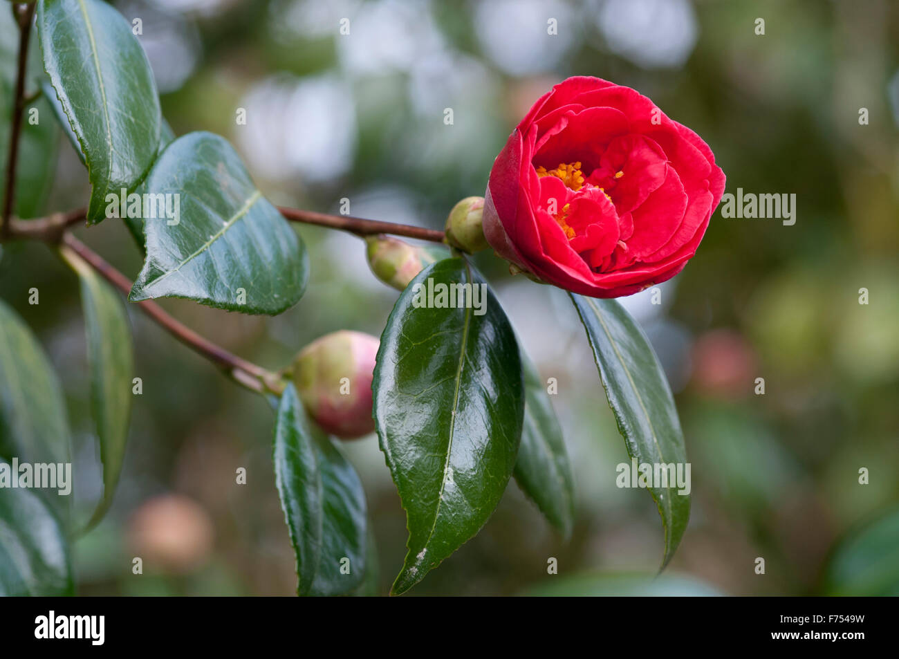 CAMELLIA JAPONICA ADOLPHE AUDUSSON Stock Photo