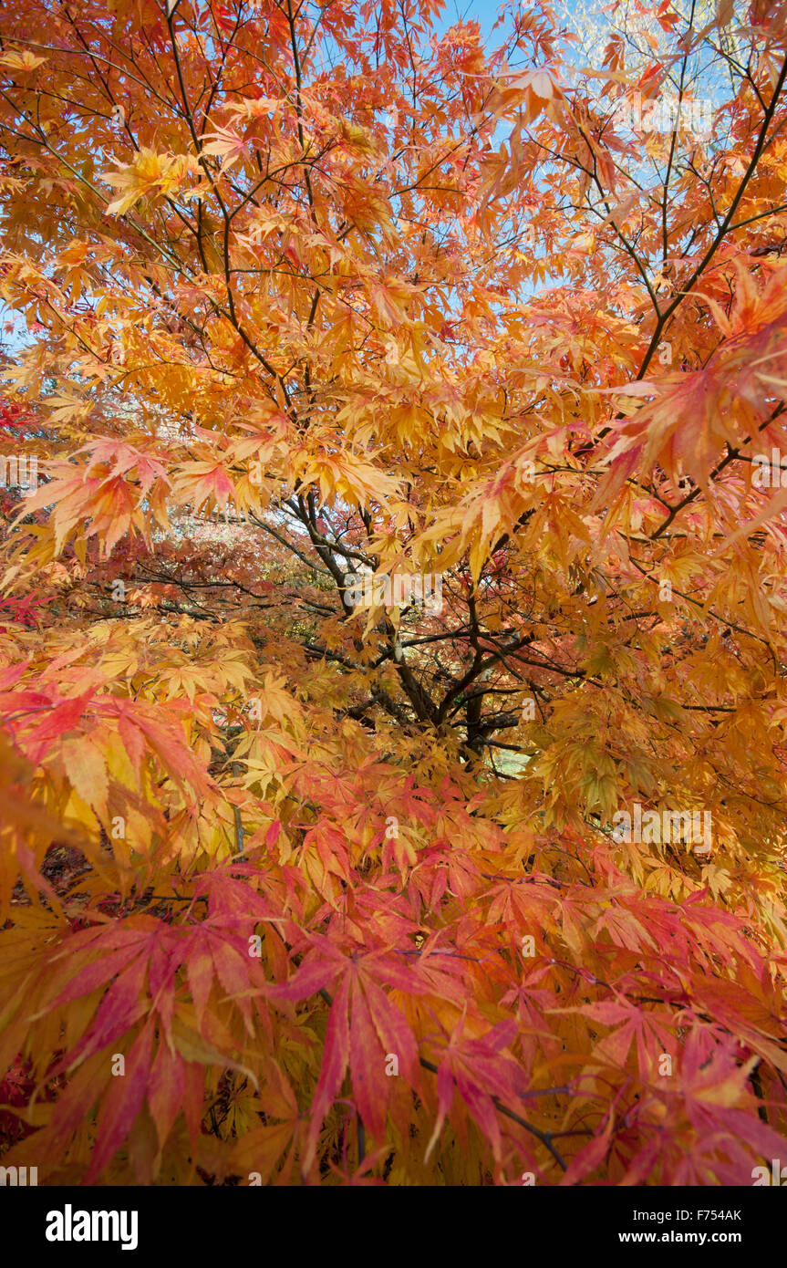 ACER PALMATUM ELEGANS Stock Photo Alamy