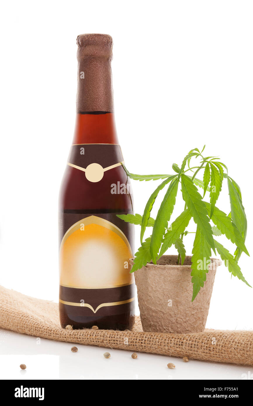 Hemp beer with cannabis plant isolated on white background. Cannabis business. Stock Photo