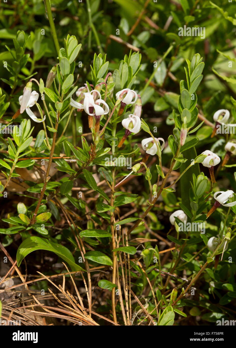 American cranberry or Large Cranberry, in flower. Eastern USA Stock Photo
