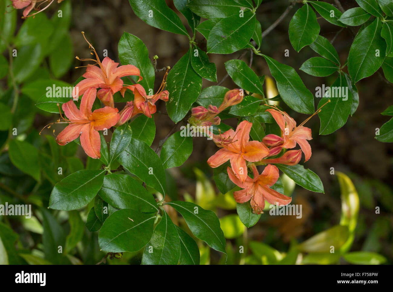 Flame Azalea, in flower. Appalachians, New England. Stock Photo