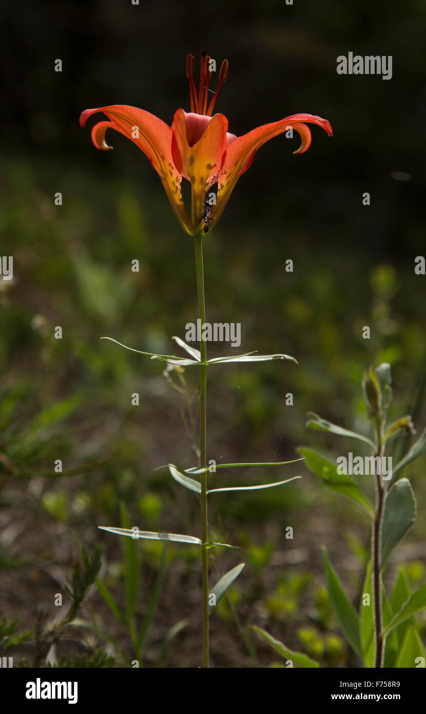 Wood Lily, Lilium philadelphicum in flower, Bruce Peninsula Stock Photo