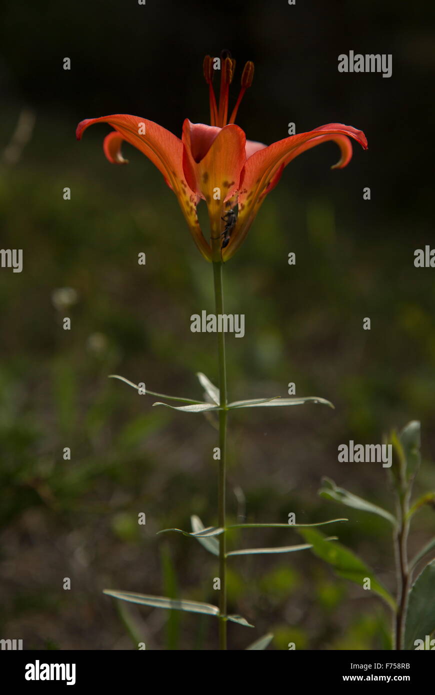 Wood Lily, Lilium philadelphicum in flower, Bruce Peninsula Stock Photo