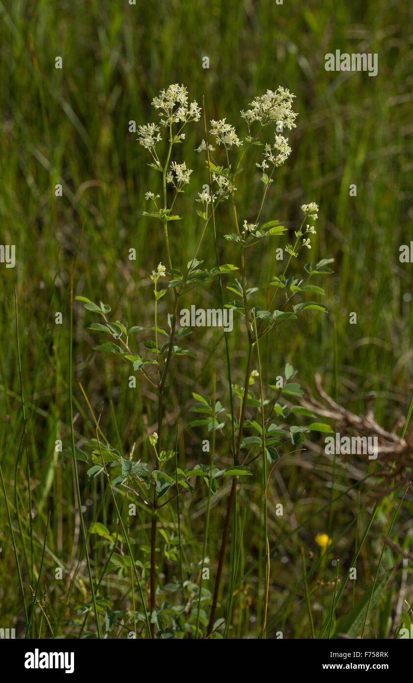 king of the meadow, tall meadow-rue, tall meadowrue Stock Photo