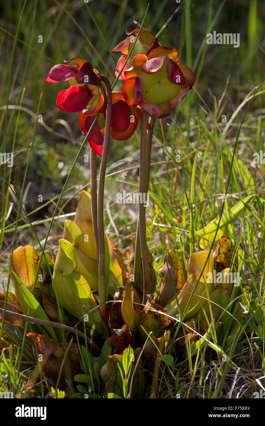 Purple pitcher plant, Northern pitcher plant, or Side-saddle flower - an insectivorous plant of bogs Stock Photo