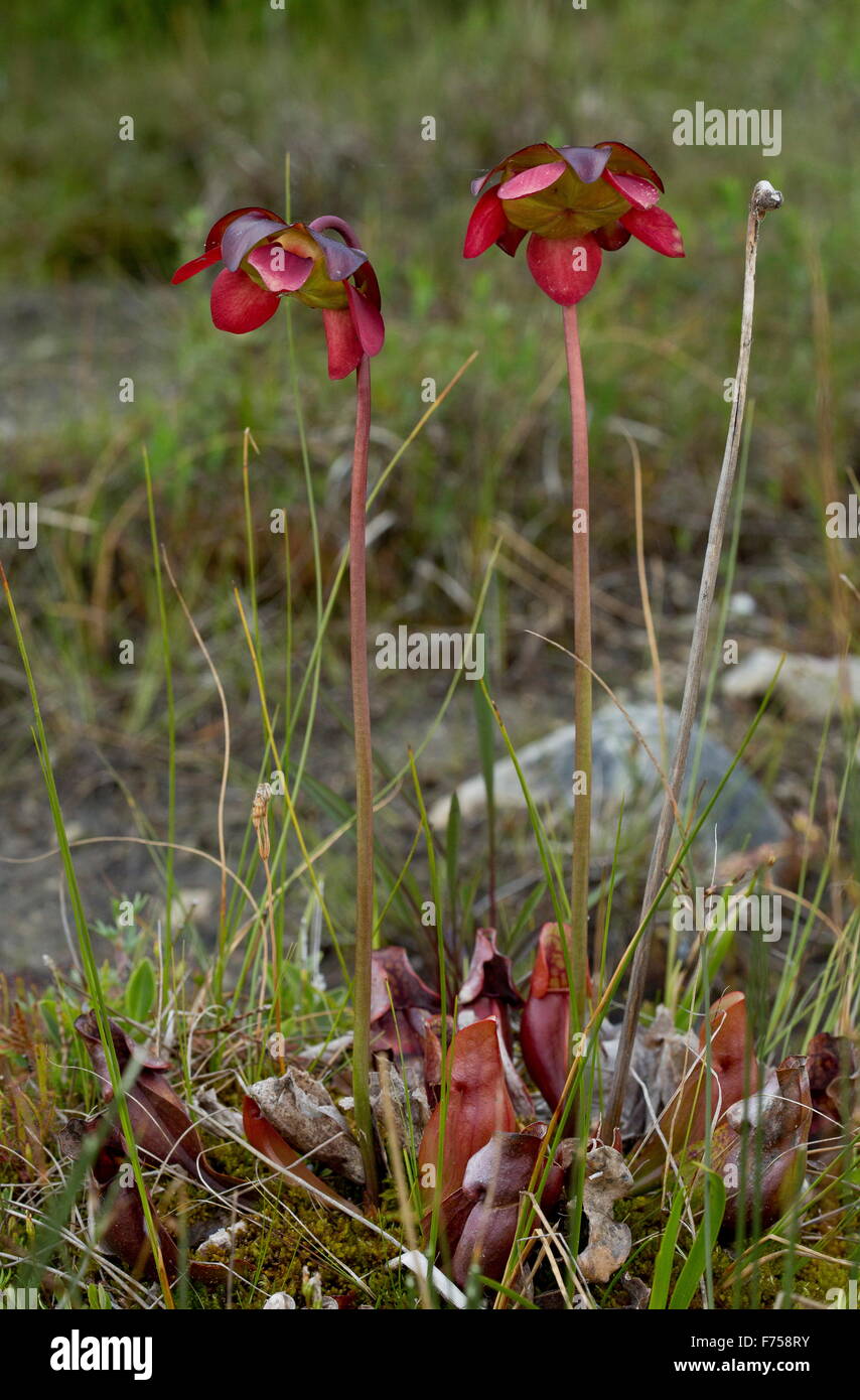 Purple pitcher plant, Northern pitcher plant, or Side-saddle flower - an insectivorous plant of bogs Stock Photo