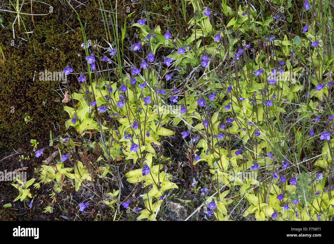 Common Butterwort, massed group in flower. Insectivorous plant. Stock Photo