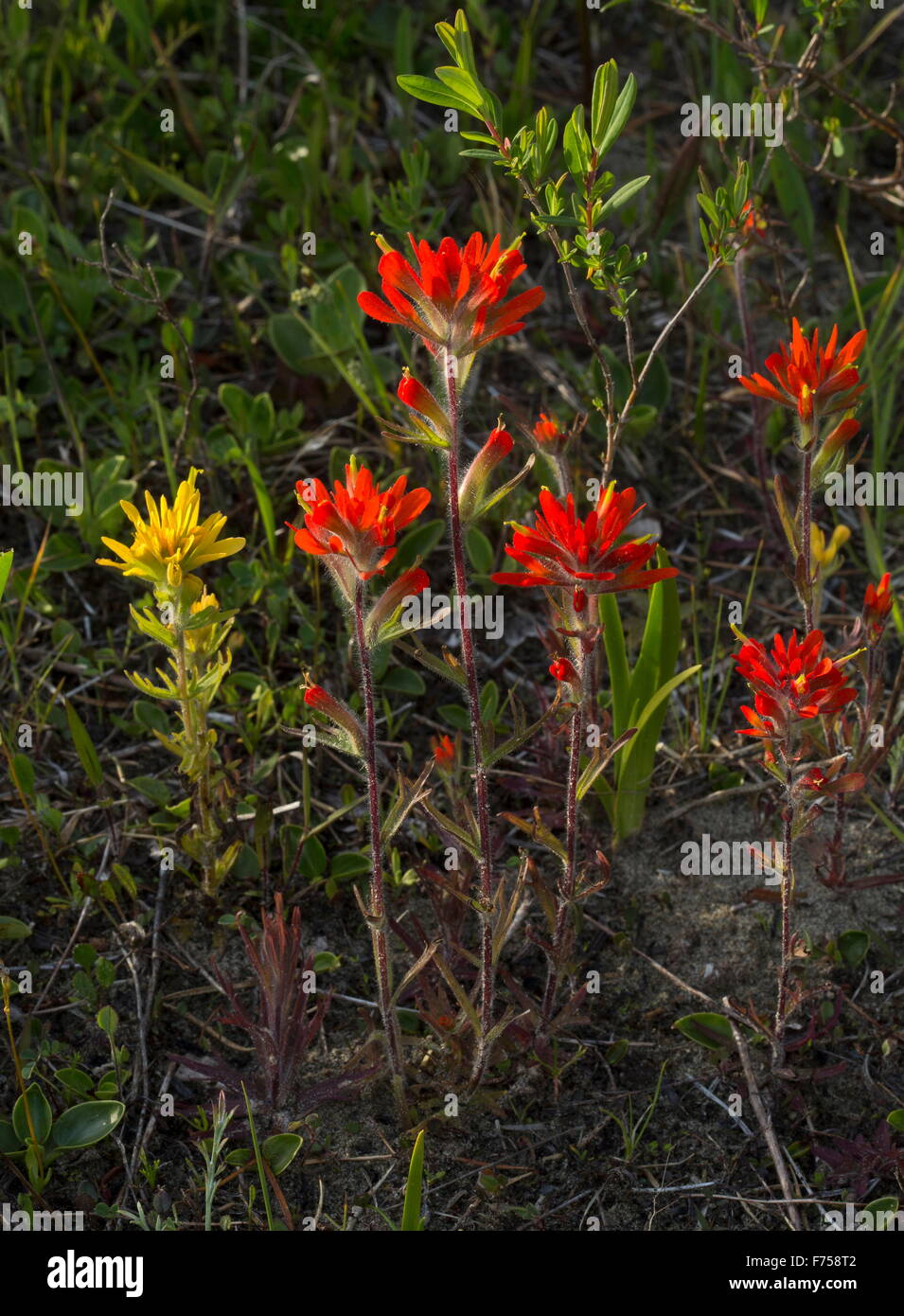 Scarlet Indian paintbrush, in flower; Ontario Stock Photo Alamy
