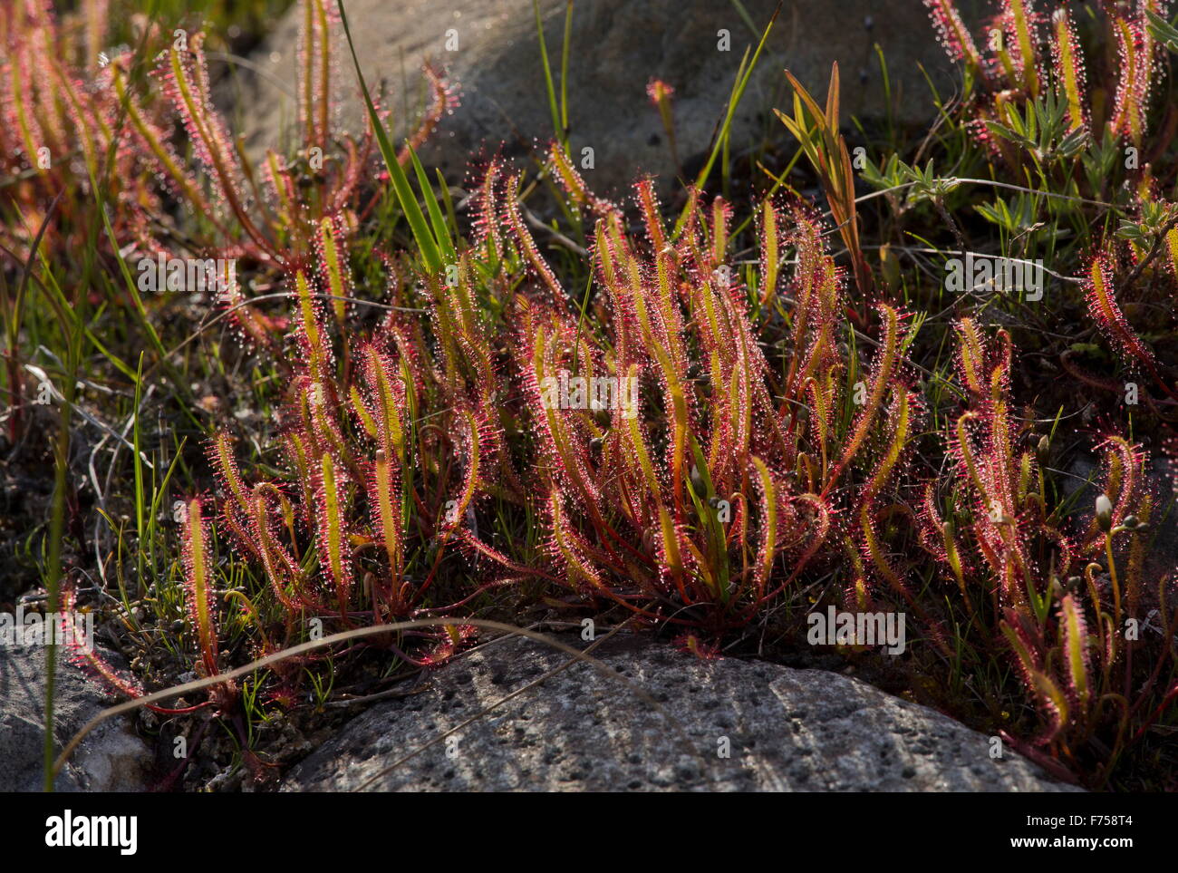 Linear-leaved Sundew - long-leaved insectivorous plant. Ontario. Stock Photo