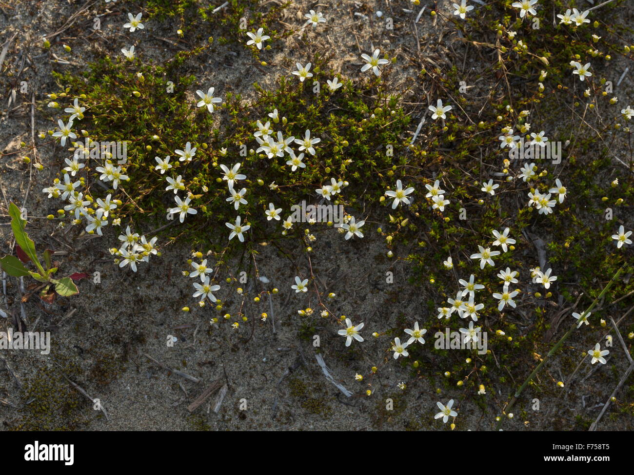 Michaux's stitchwort, rock sandwort, Minuartia michauxii in flower on limestone pavement. Bruce peninsula. Stock Photo