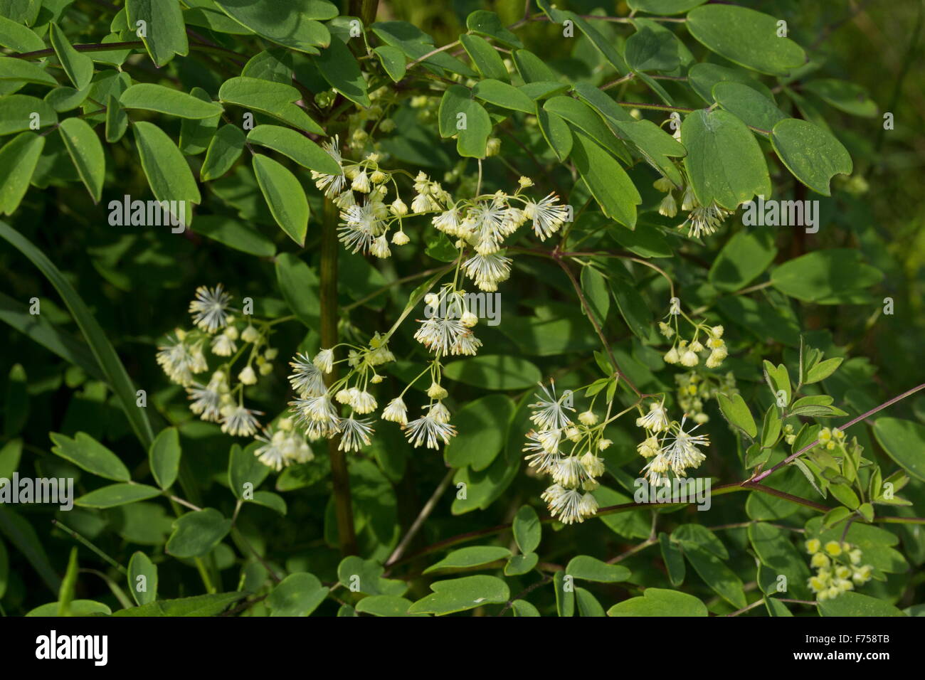 King of the meadow, or tall meadow-rue, in flower in fen. Newfoundland Stock Photo