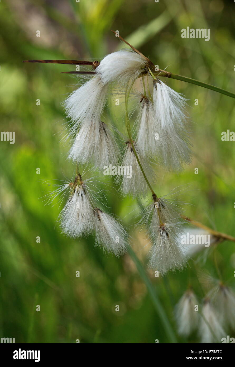 Green-keeled Cotton-grass, in fruit. Bog, Bruce peninsula. Stock Photo