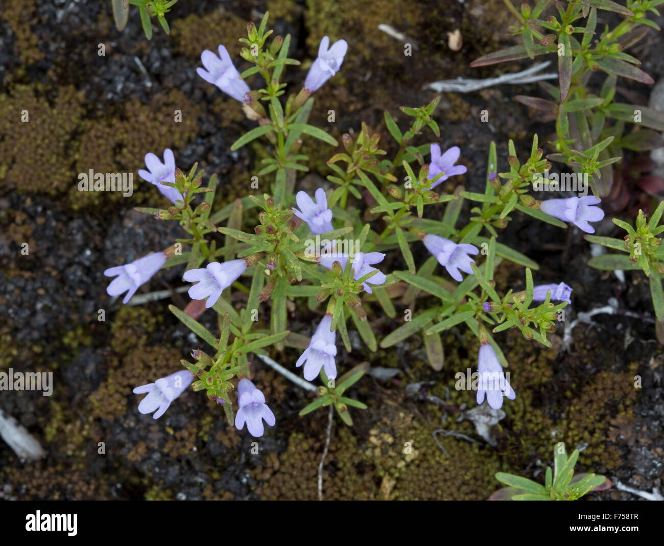Arkansas Mint, or Low Calamint in flower. Ontario. Stock Photo
