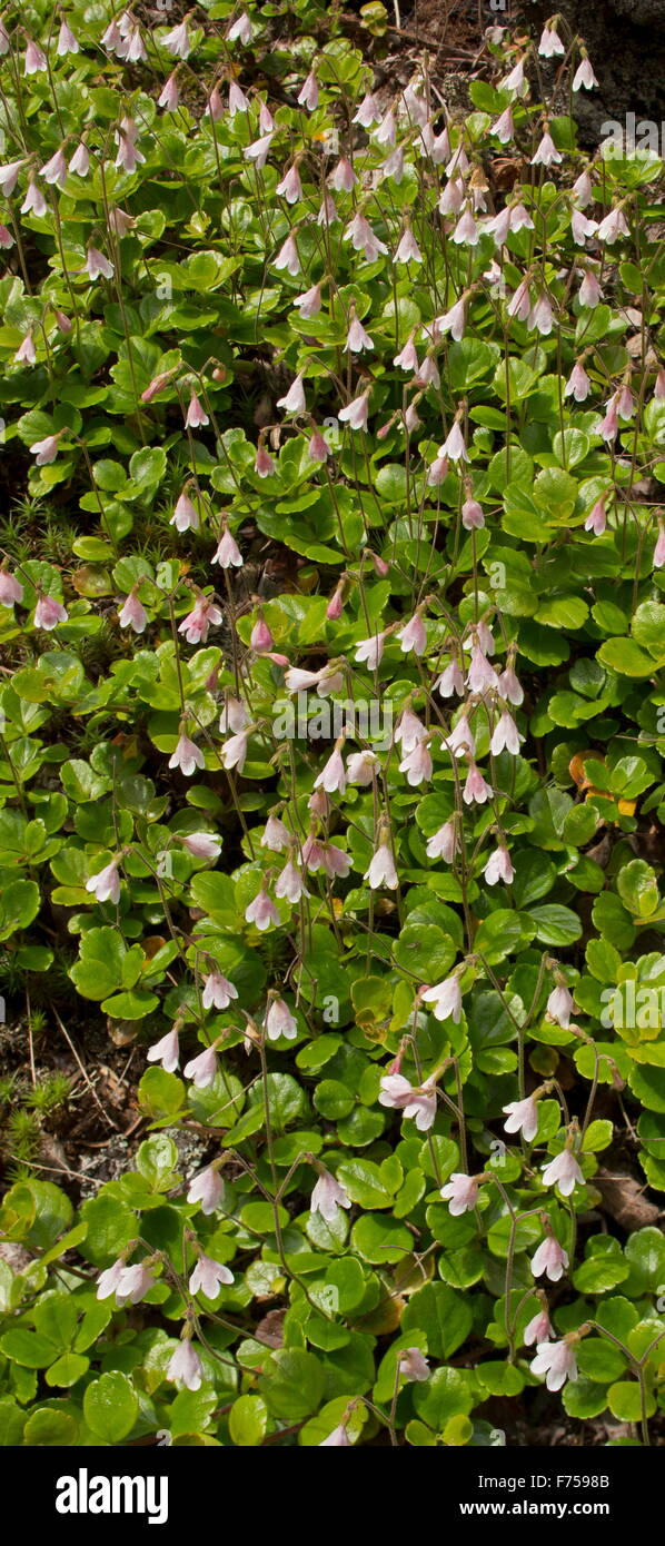 Twinflower, Linnaea borealis growing in masses in coniferous woodland. Canada. Stock Photo