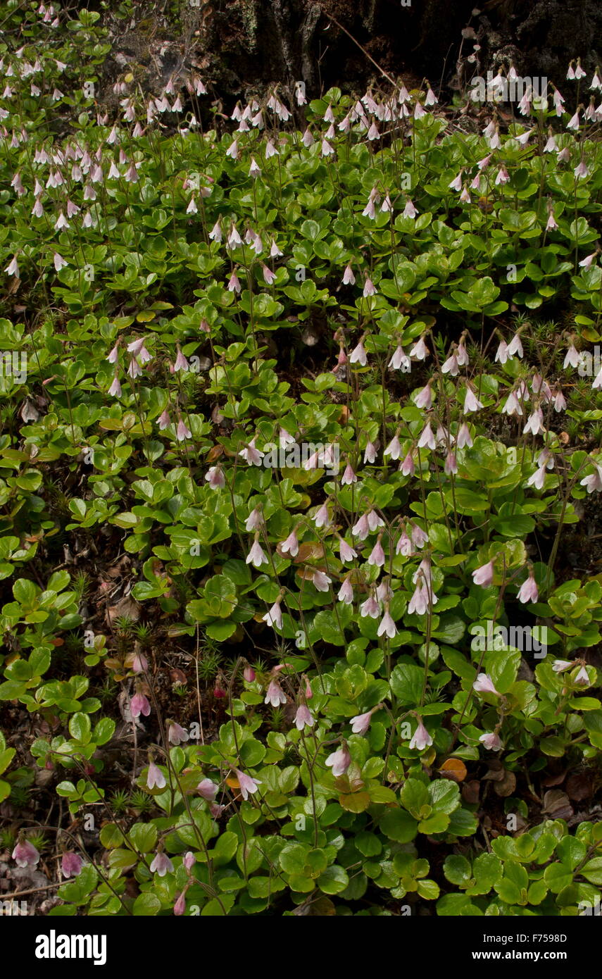 Twinflower, Linnaea borealis growing in masses in coniferous woodland. Canada. Stock Photo