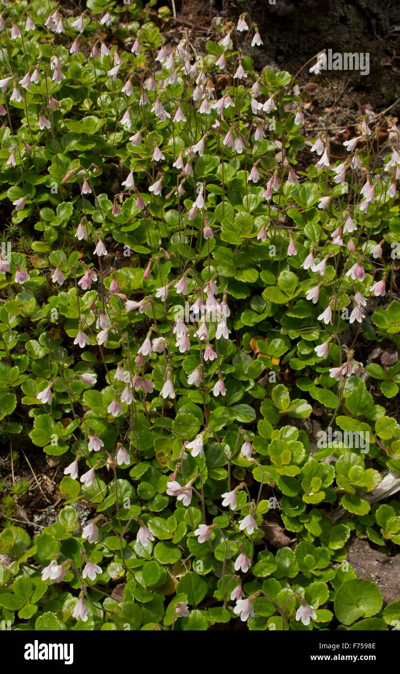 Twinflower, Linnaea borealis growing in masses in coniferous woodland. Canada. Stock Photo