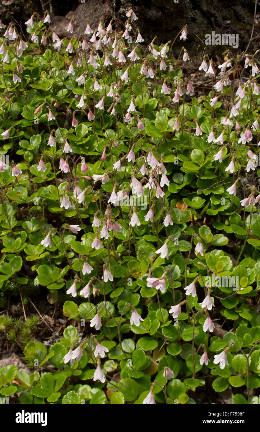 Twinflower, Linnaea borealis growing in masses in coniferous woodland. Canada. Stock Photo