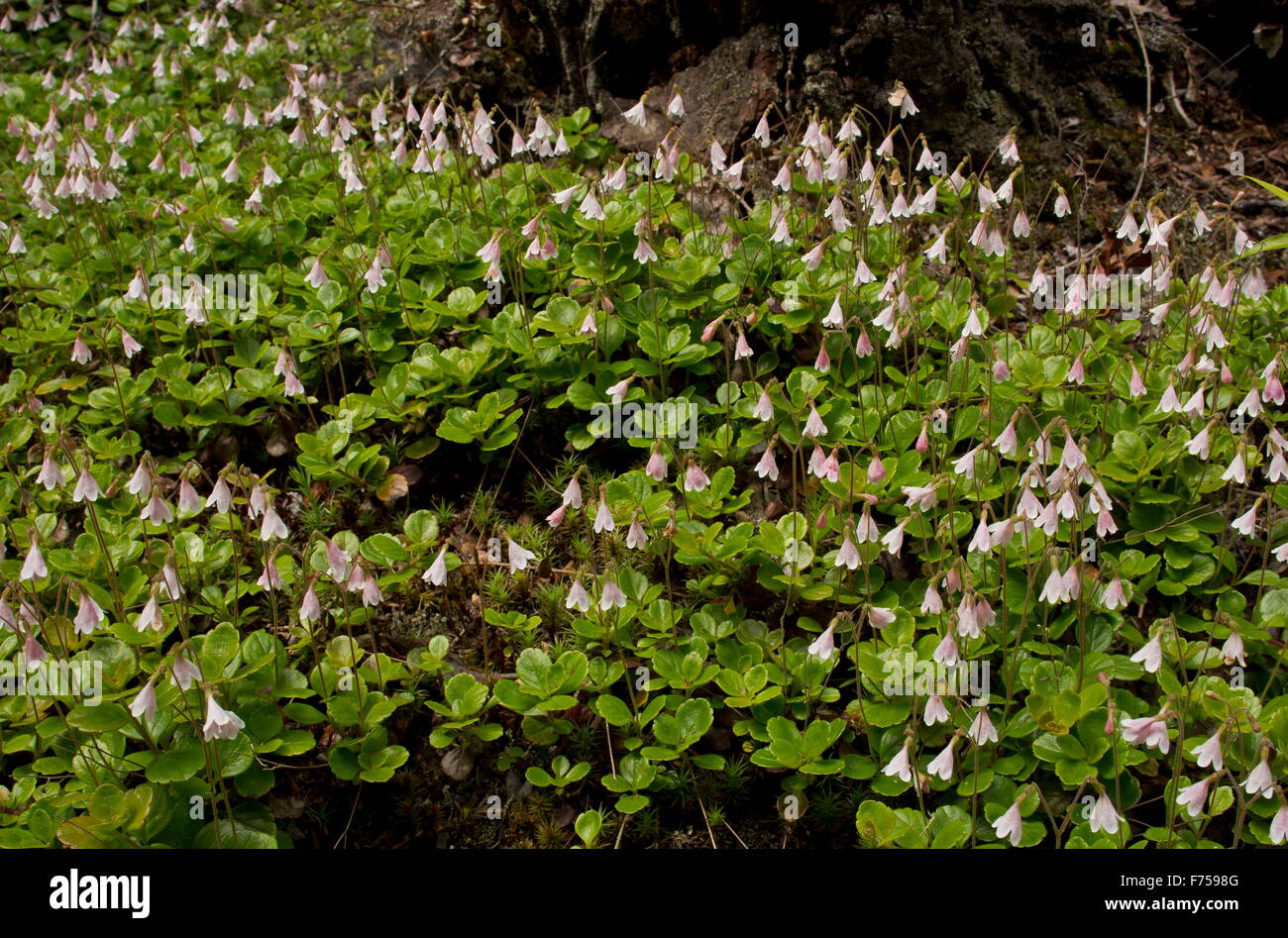 Twinflower, Linnaea borealis growing in masses in coniferous woodland. Canada. Stock Photo